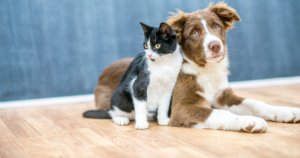 pet-proof and kid-proof flooring options; image of Dog and Cat